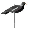 Appelant Pigeon Anglais en Polymère : Attirez Plus de Gibier !